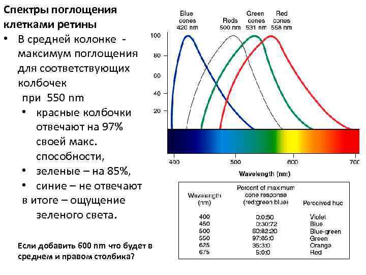 Спектры поглощения клетками ретины • В средней колонке - максимум поглощения для соответствующих колбочек