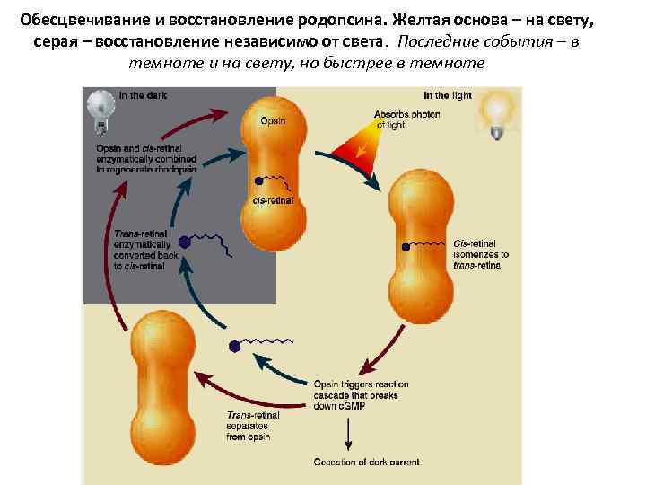 Обесцвечивание и восстановление родопсина. Желтая основа – на свету, серая – восстановление независимо от