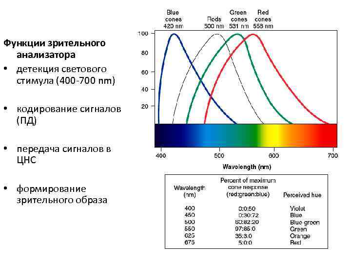 Функции зрительного анализатора • детекция светового стимула (400 -700 nm) • кодирование сигналов (ПД)
