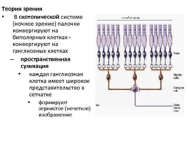 Теория зрения • В скотопической системе (ночное зрение) палочки конвергируют на биполярных клетках конвергируют
