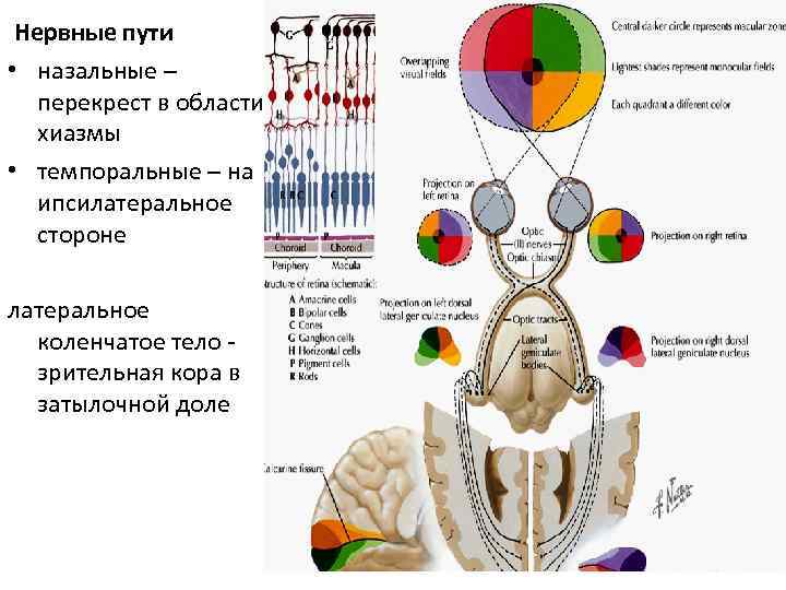 Нервные пути • назальные – перекрест в области хиазмы • темпоральные – на ипсилатеральное