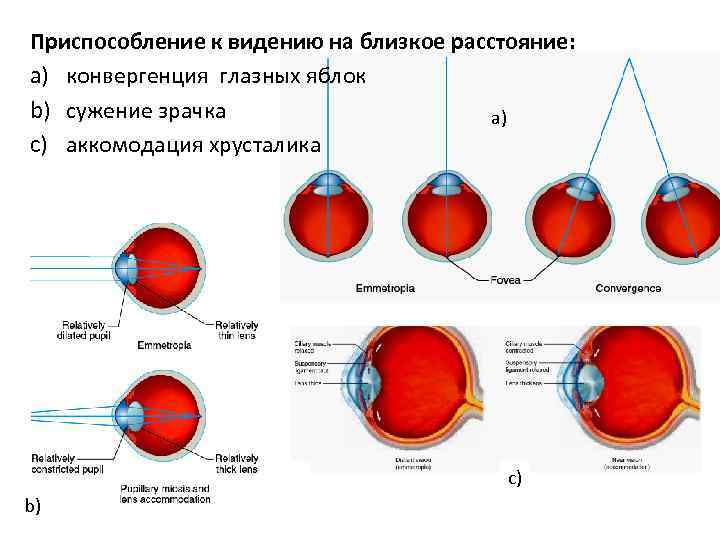 Конвергенция в офтальмологии. Конвергенция глазных яблок. Реакция конвергенции глаз схема. Аккомодация зрачка. Аккомодации и сужение зрачка.