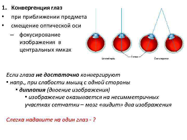 1. Конвергенция глаз • приближении предмета • смещение оптической оси – фокусирование изображения в