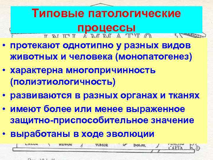 Типовые патологические процессы • протекают однотипно у разных видов животных и человека (монопатогенез) •