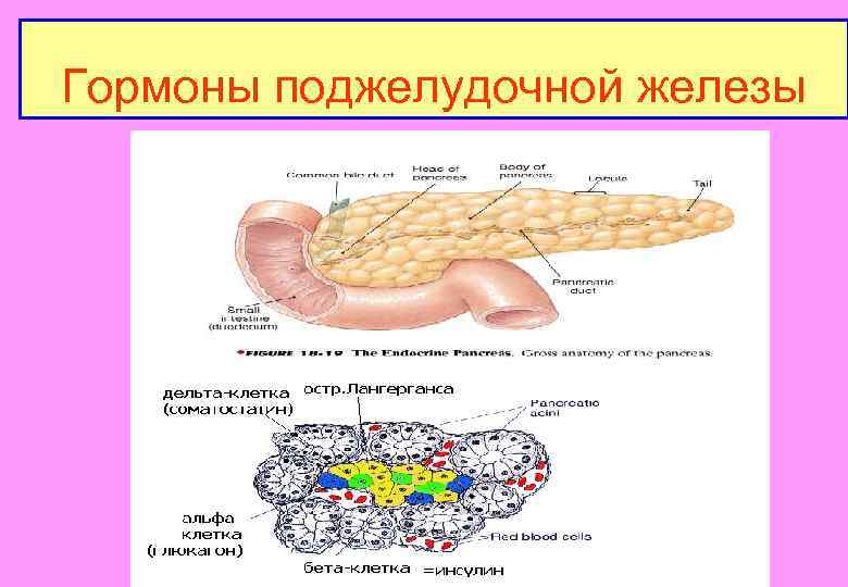 Гормоны поджелудочной железы 