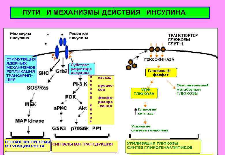  ПУТИ И МЕХАНИЗМЫ ДЕЙСТВИЯ ИНСУЛИНА 