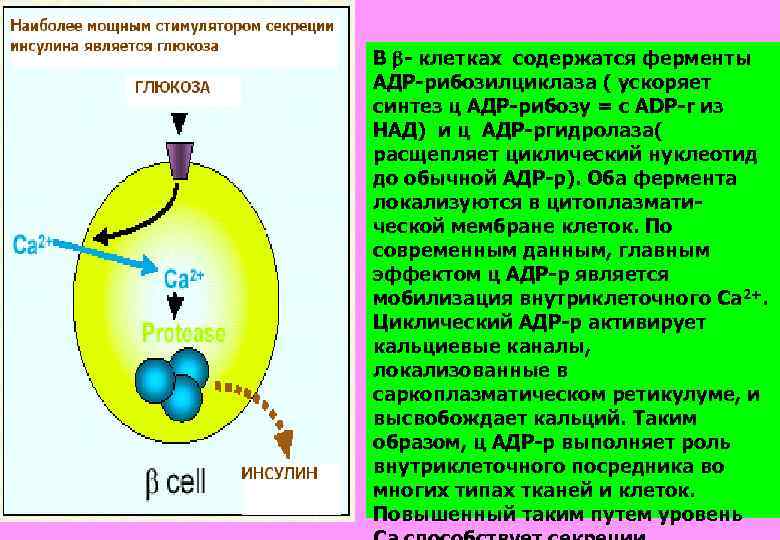 В - клетках содержатся ферменты АДР-рибозилциклаза ( ускоряет синтез ц АДР-рибозу = с ADP-r