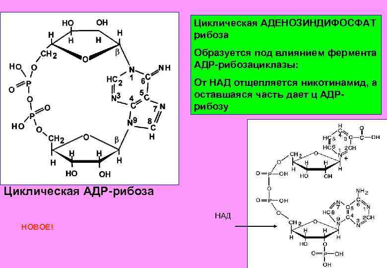 Циклическая АДЕНОЗИНДИФОСФАТ рибоза Образуется под влиянием фермента АДР-рибозациклазы: От НАД отщепляется никотинамид, а оставшаяся
