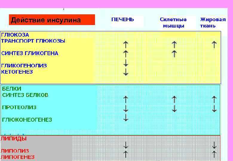 Действие инсулина 