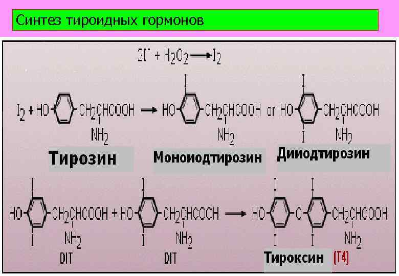 Синтез тироидных гормонов 