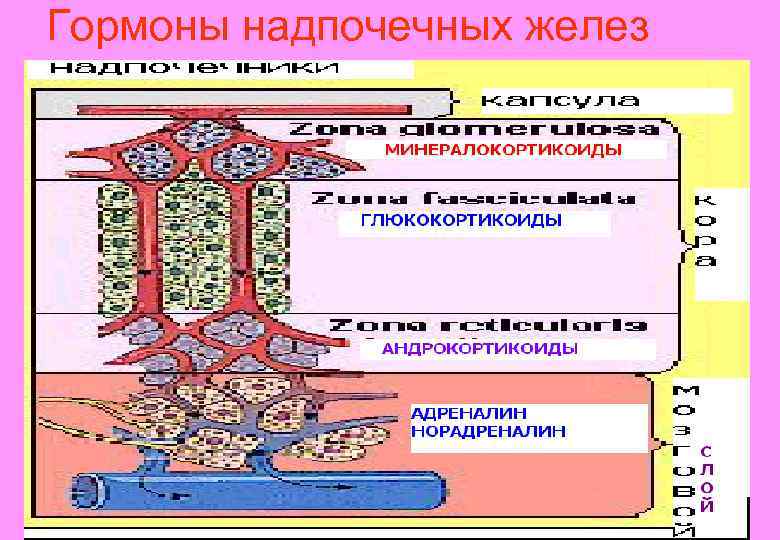 Надпочечная железа гормоны