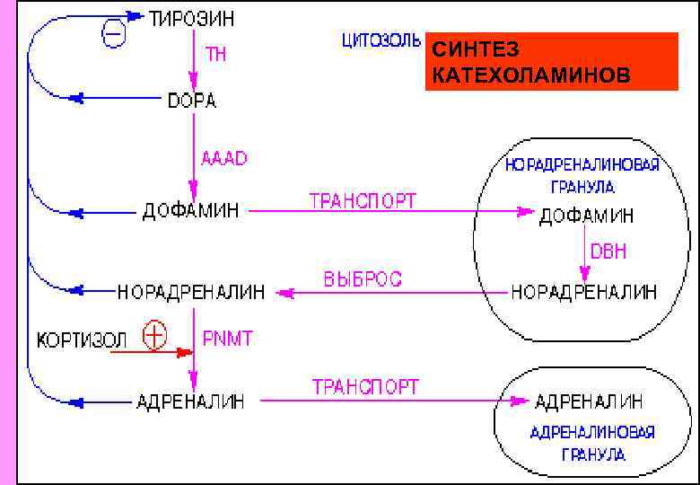 СИНТЕЗ КАТЕХОЛАМИНОВ 