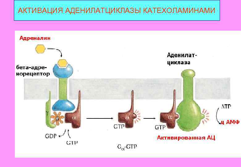 AКТИВАЦИЯ АДЕНИЛАТЦИКЛАЗЫ КАТЕХОЛАМИНАМИ 