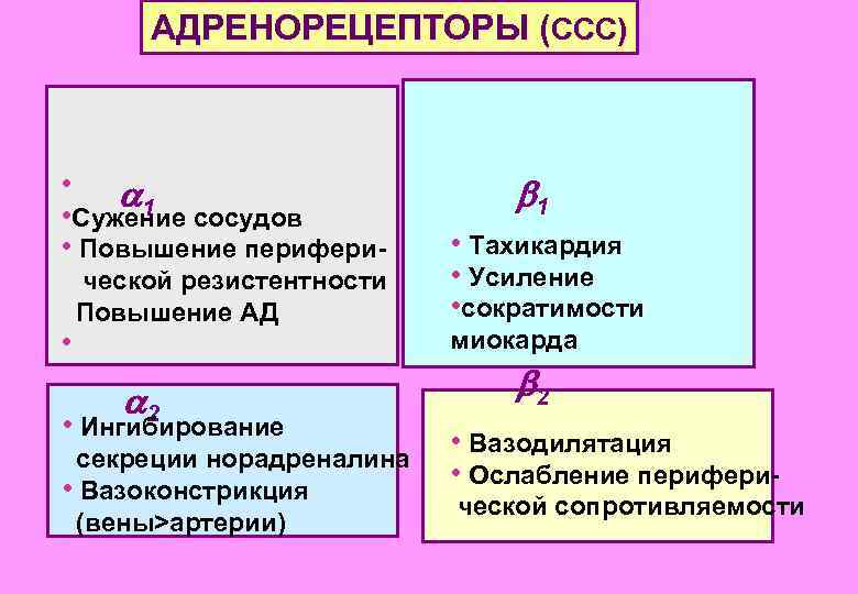 AДРЕНОРЕЦЕПТОРЫ (CСС) • a 1 • Сужение сосудов • Повышение перифери ческой резистентности Повышение