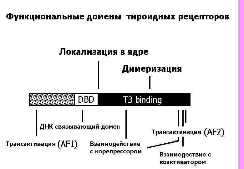 Рецепторы ТГ 