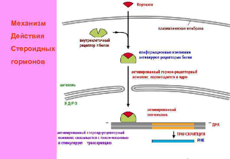 Механизм Действия Стероидных гормонов 