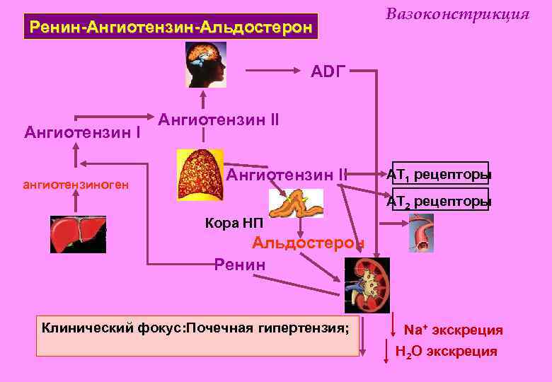 Ренин-Ангиотензин-Aльдостерон Вазоконстрикция ADГ Aнгиотензин I ангиотензиноген Aнгиотензин II AT 1 рецепторы AT 2 рецепторы