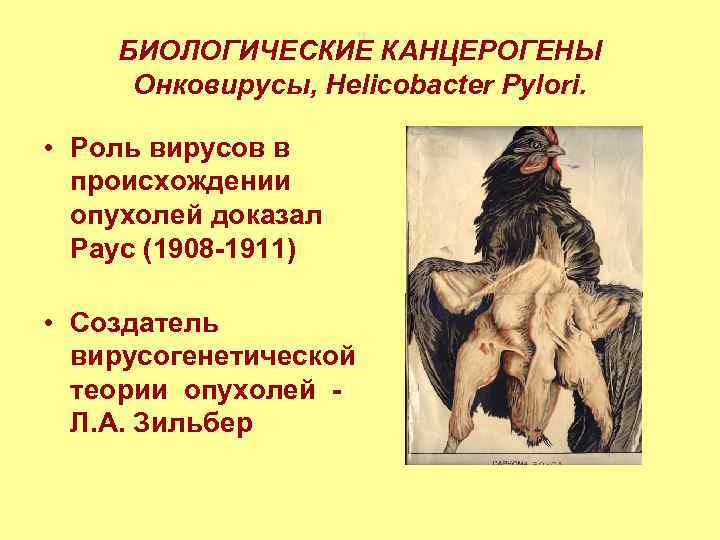 БИОЛОГИЧЕСКИЕ КАНЦЕРОГЕНЫ Онковирусы, Helicobacter Pylori. • Роль вирусов в происхождении опухолей доказал Раус (1908