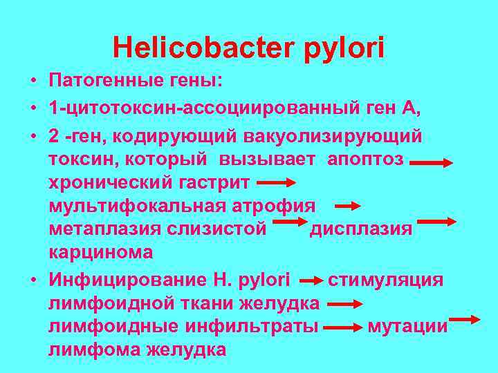 Helicobacter pylori • Патогенные гены: • 1 -цитотоксин-ассоциированный ген А, • 2 -ген, кодирующий