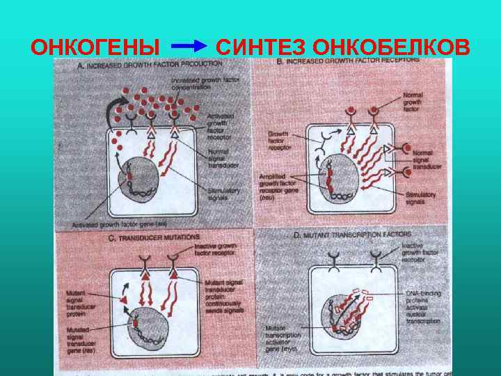 ОНКОГЕНЫ СИНТЕЗ ОНКОБЕЛКОВ 