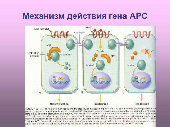 Механизм действия гена APC 