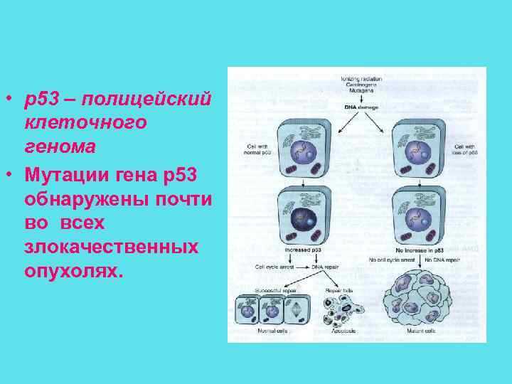  • p 53 – полицейский клеточного генома • Мутации гена р53 обнаружены почти