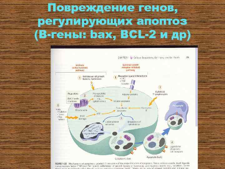 Повреждение генов, регулирующих апоптоз (В-гены: bax, BCL-2 и др) 