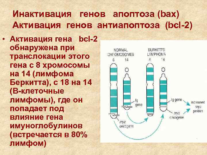 Инактивация генов апоптоза (bax) Активация генов антиапоптоза (bcl-2) • Активация гена bcl-2 обнаружена при