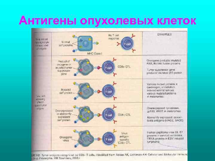 Антигены опухолевых клеток 