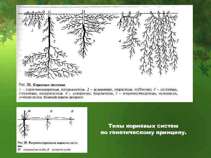 . . Типы корневых систем по генетическому принципу. 