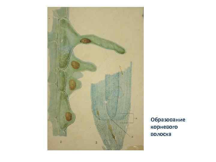 Образование корневого волоска 