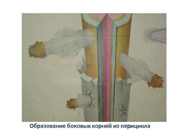 Образование боковых корней из перицикла 