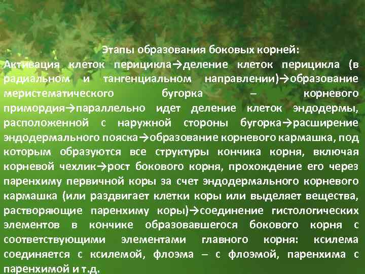 Этапы образования боковых корней: Активация клеток перицикла→деление клеток перицикла (в радиальном и тангенциальном направлении)→образование