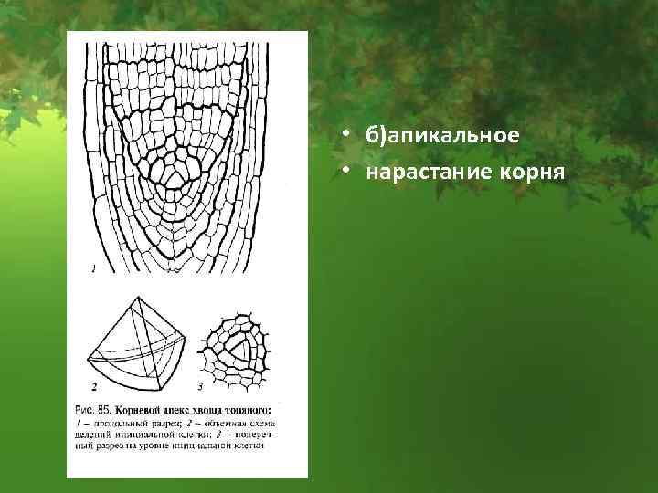  • б)апикальное • нарастание корня 