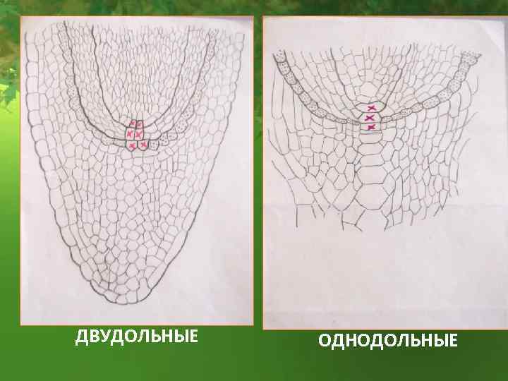 ДВУДОЛЬНЫЕ ОДНОДОЛЬНЫЕ 