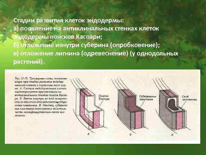 Стадии развития клеток эндодермы: а) появление на антиклинальных стенках клеток эндодермы поясков Каспари; б)