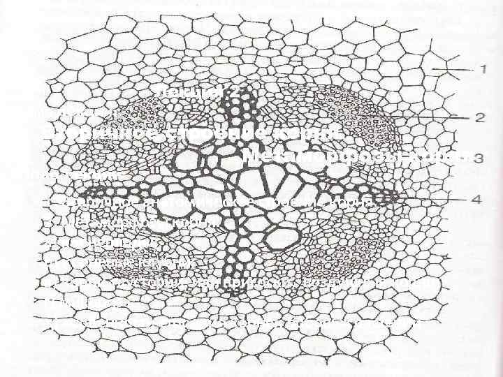 Тема лекции: Лекция 2 Вторичное строение корня. Метаморфозы корня План лекции: 1. Вторичное анатомическое