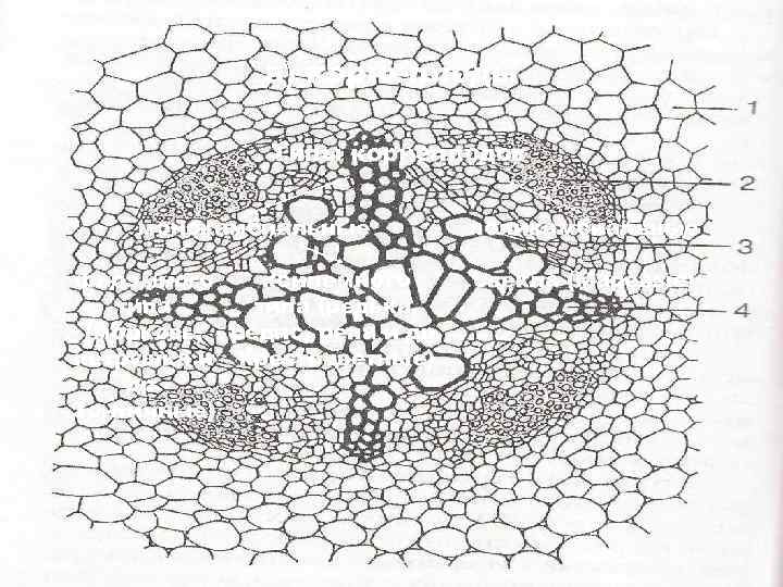 а) корнеплоды Типы корнеплодов монокамбиальные поликамбиальные флоэмного ксилемного типа (редька, (морковь, редис, репа и