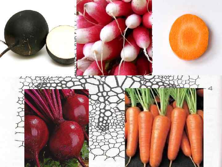 Морковь Редька ←Репа Свекла→ Редис 