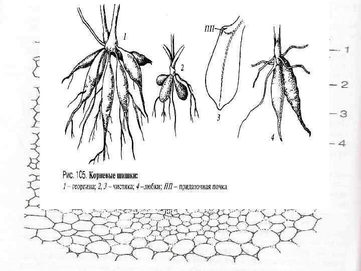 Корневые шишки. Корневые шишки георгина строение. Корневые шишки георгина рисунок. Метаморфозы корня корневые шишки чистяка. Корневые шишки строение.