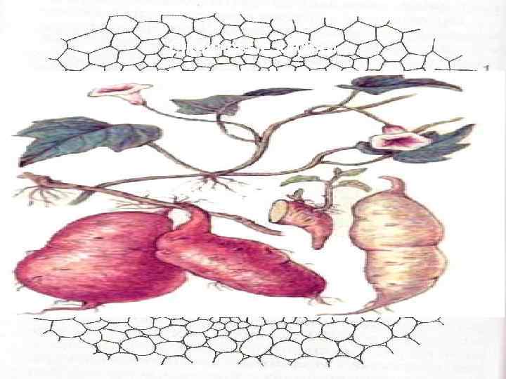 б)корневые клубни 