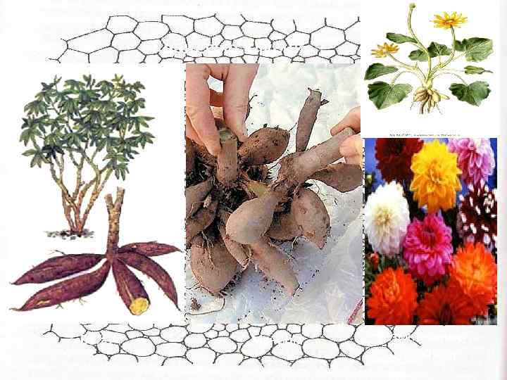 Корневые клубни Батат Маниок Размножение георгин 