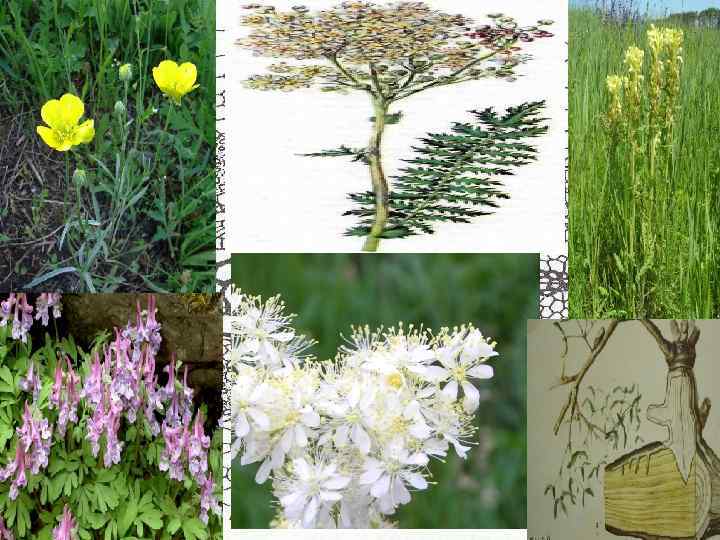 Корневые клубни 