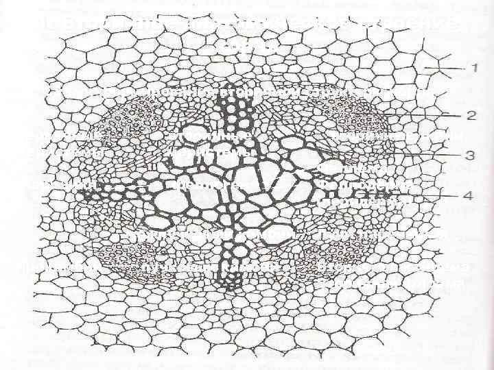 1. Вторичное анатомическое строение корня Схема формирования вторичной структуры корня первичные меристемы вторичные меристемы