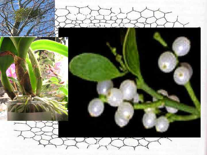 в)корни-гаустории, или присоски Омела белая 