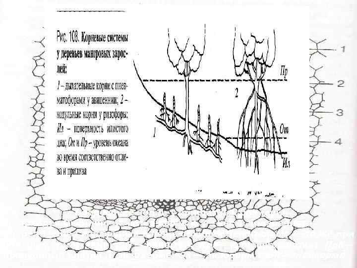Воздушные корни у эпифитных орхидей: 1—орхидея Oncidium на ветке дерева; 2— часть поперечного разреза