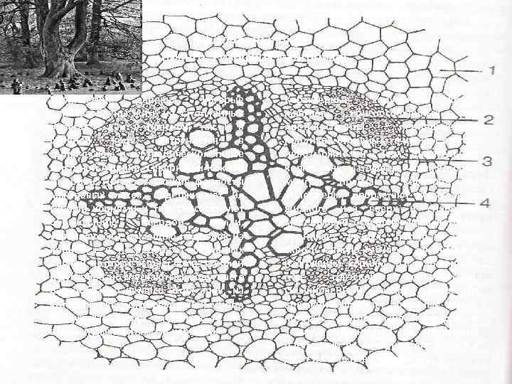 Rhizophora mangle (Мангр, Ризофора мангровая) • Тропические деревья, которые приспособлены жить на затопленных берегах