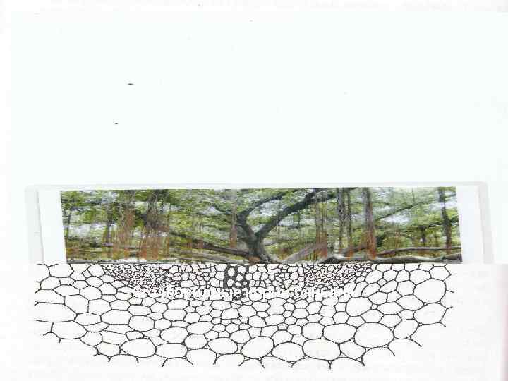 Столбовидные корни баньяна 