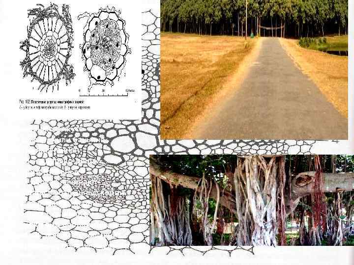  • По названию фикуса бенгальского или баньяна названа жизненная форма. – «дерево-роща» .
