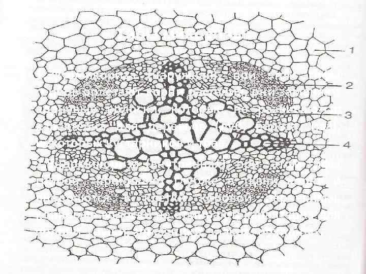 Типы микоризы: • 1. Эктомикориза (наружная), при этом гифы грибов оплетают корни растения, они